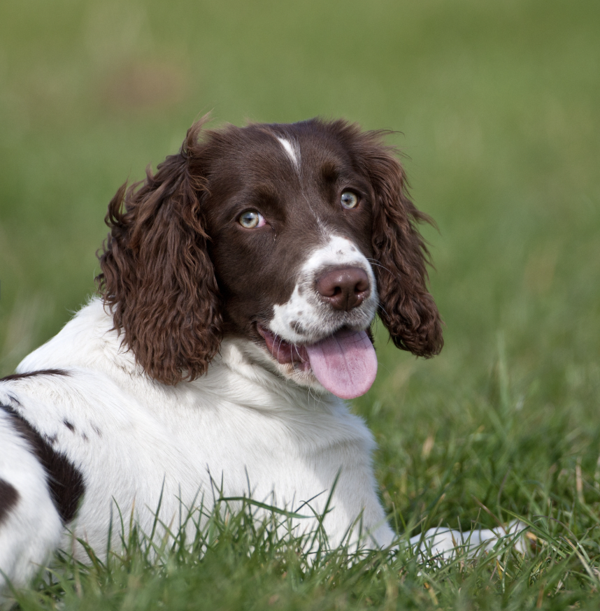 Springer Spaniel - Military Working Dogs
