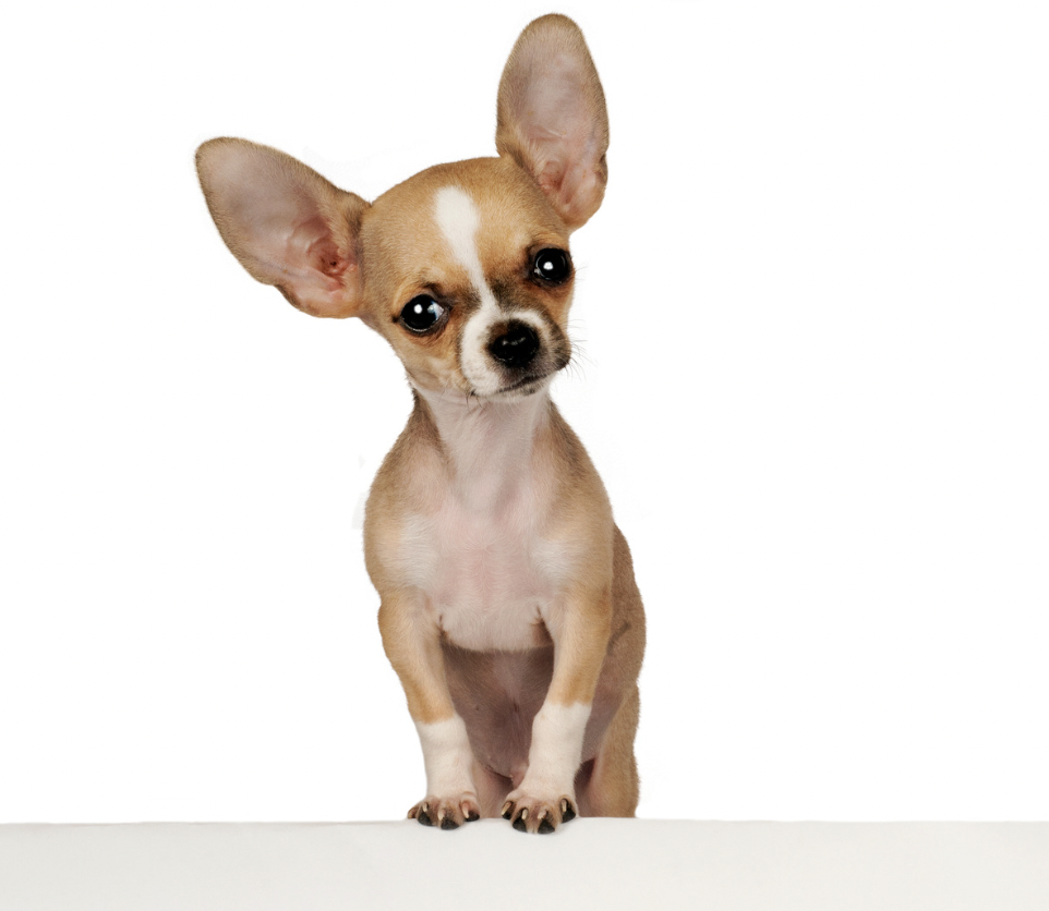 Are Chihuahuas Hypoallergenic?