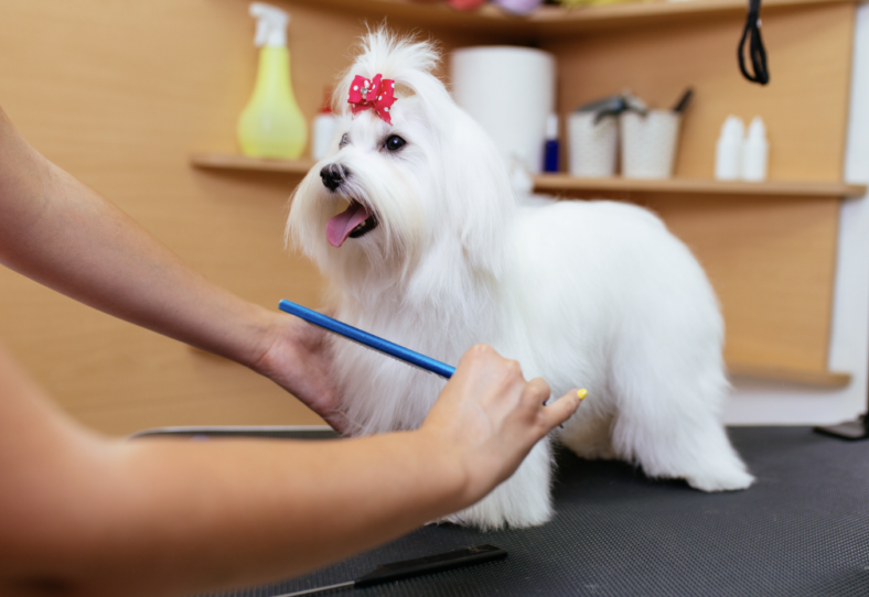 Debunking The Myth - Are Maltese Dogs Truly Hypoallergenic? - Rocky Kanaka