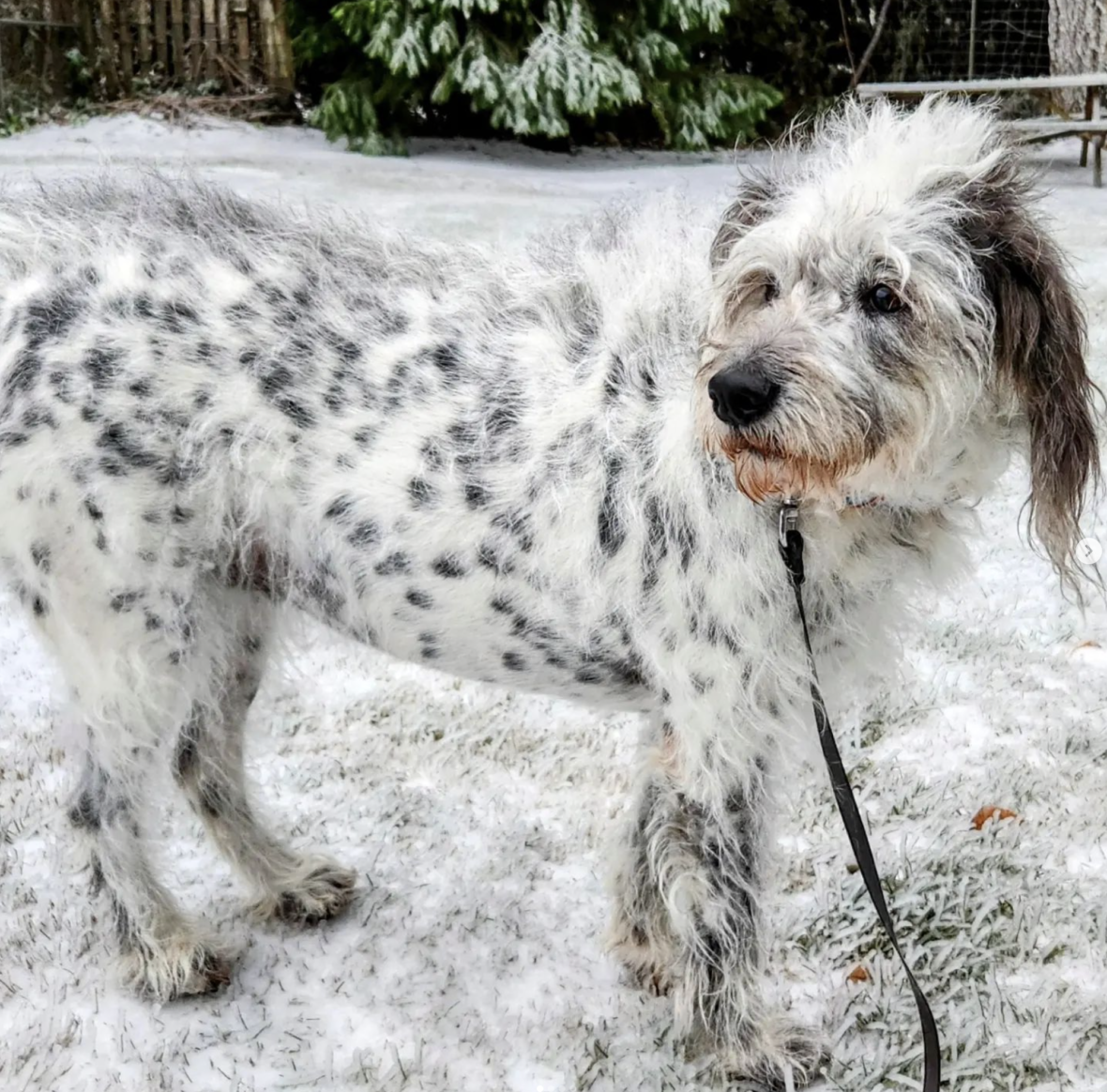 Mazzy the Dalmadoodle