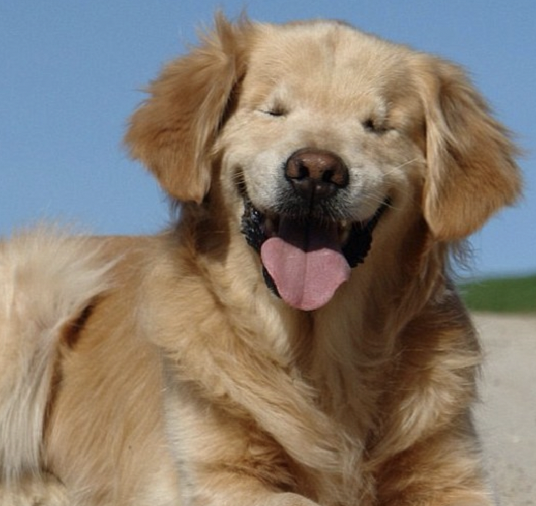 Smiley, a Golden Retriever who was born without eyes and was rescued from a puppy mill.