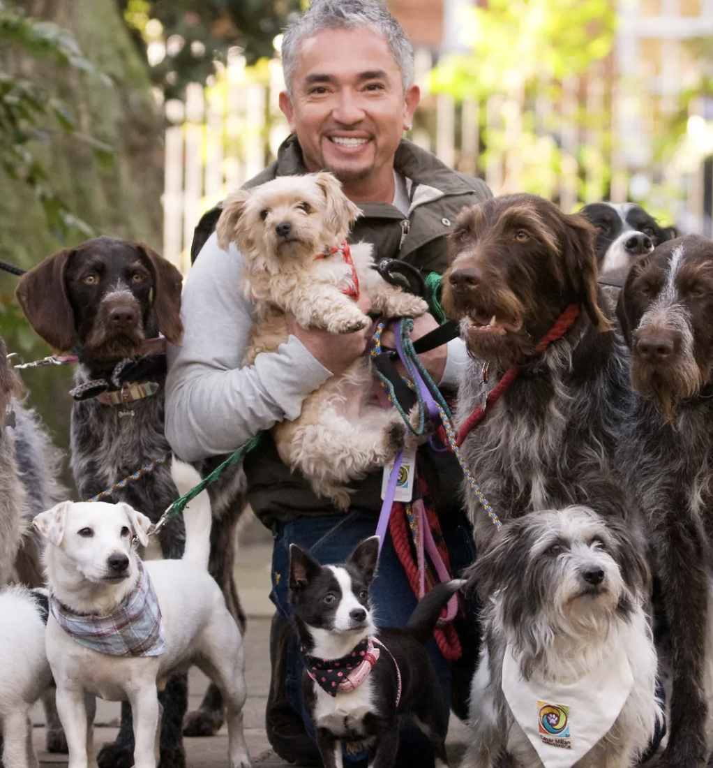 Cesar Millan - National Rescue Dog Day