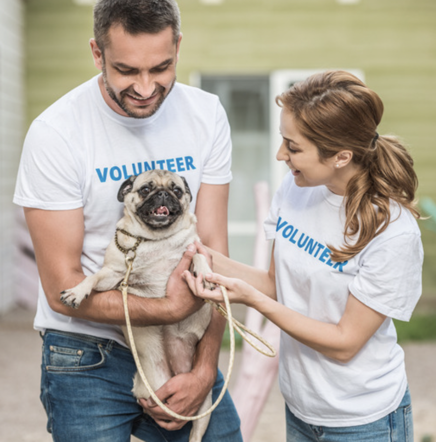 National Rescue Dog Day Volunteers