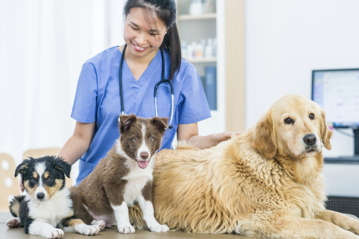 Spay and Neuter:  Top 10 Places for Affordable or Free Services