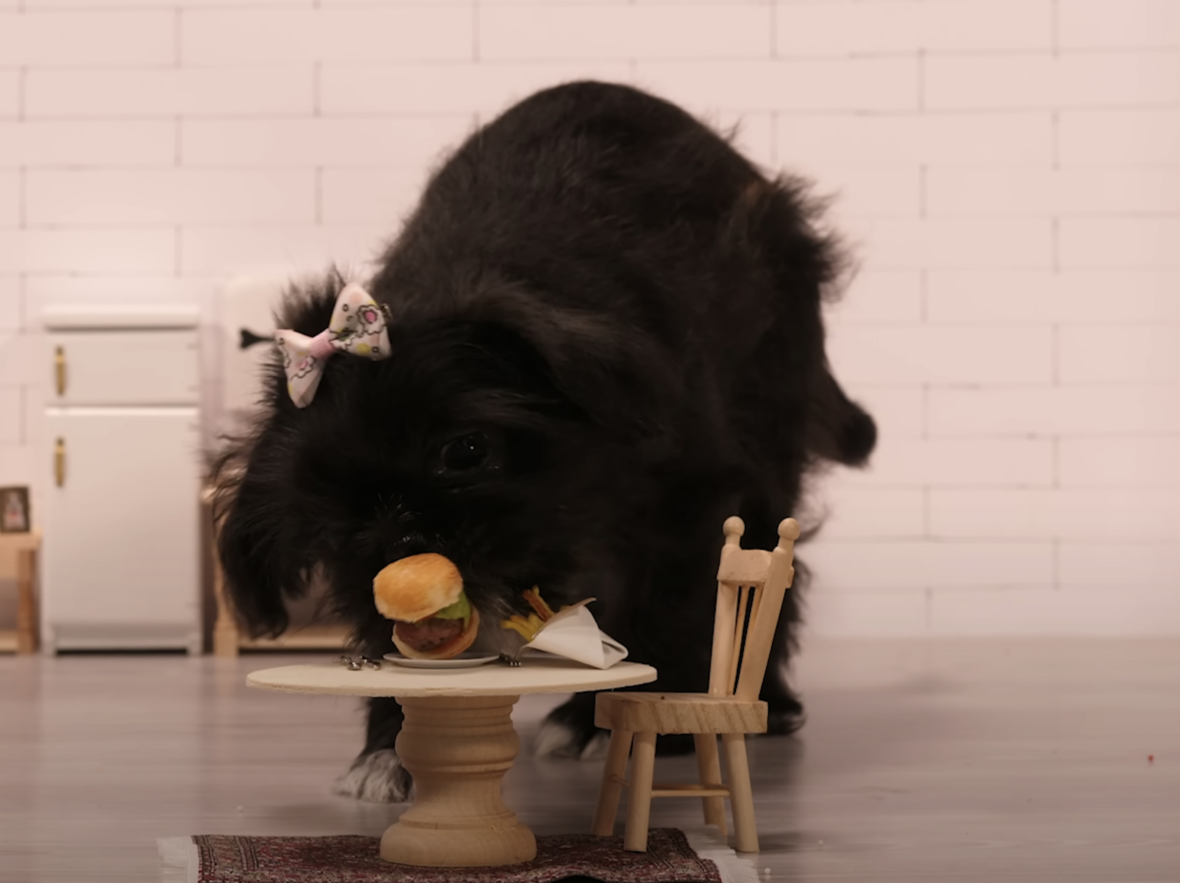 tiny dog eating tiny food