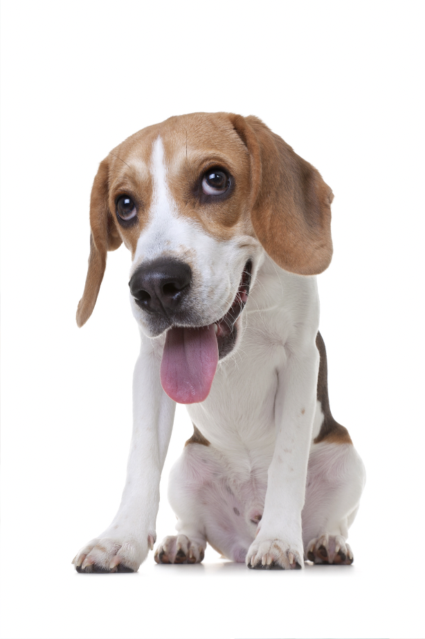 Are Beagles Hypoallergenic?