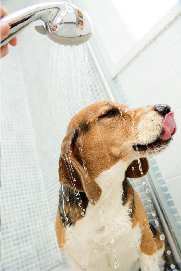 Beagle getting bath