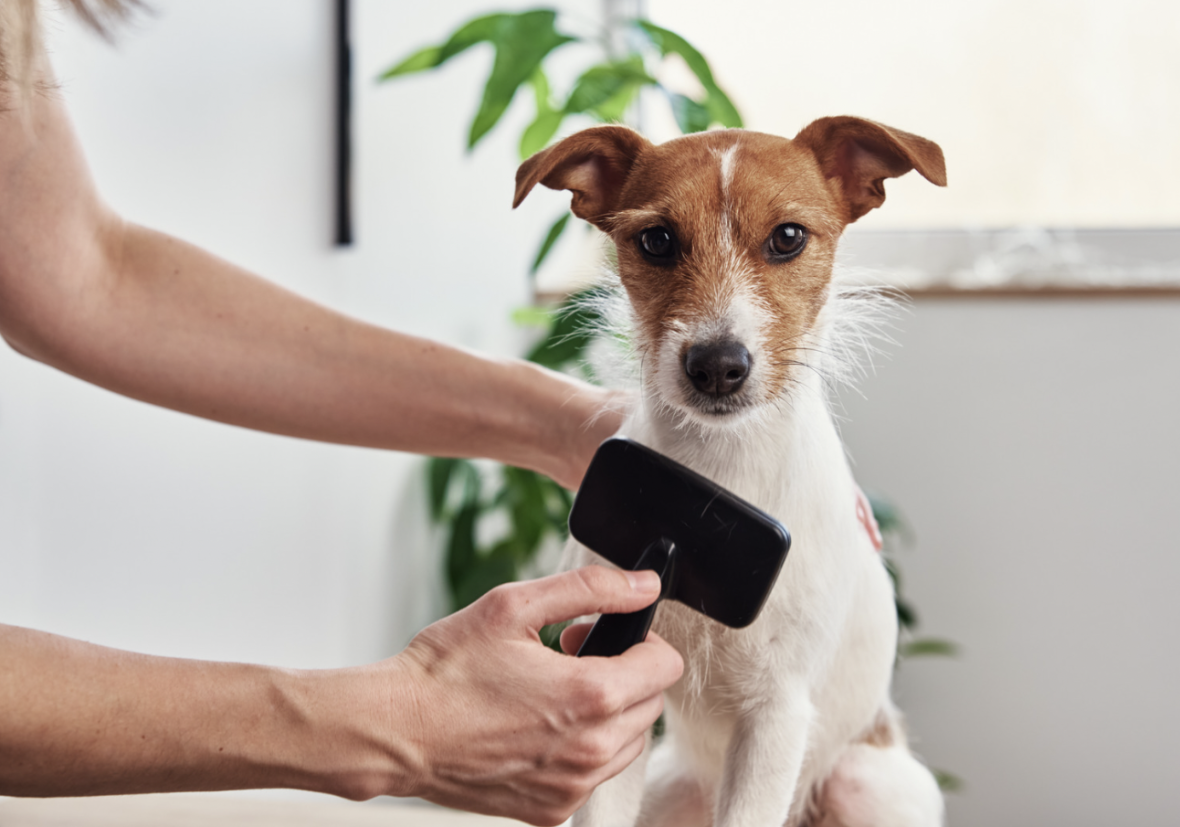 Grooming Your Dog - brushing