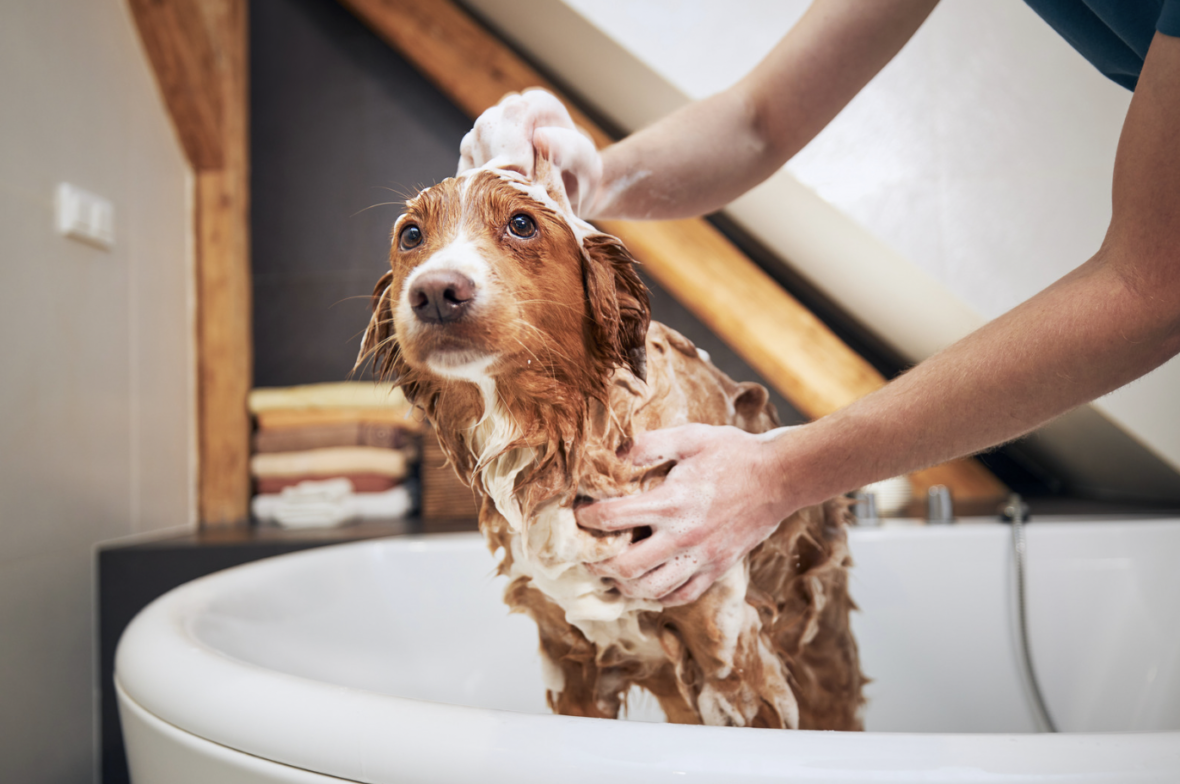 Grooming Your Dog - bath
