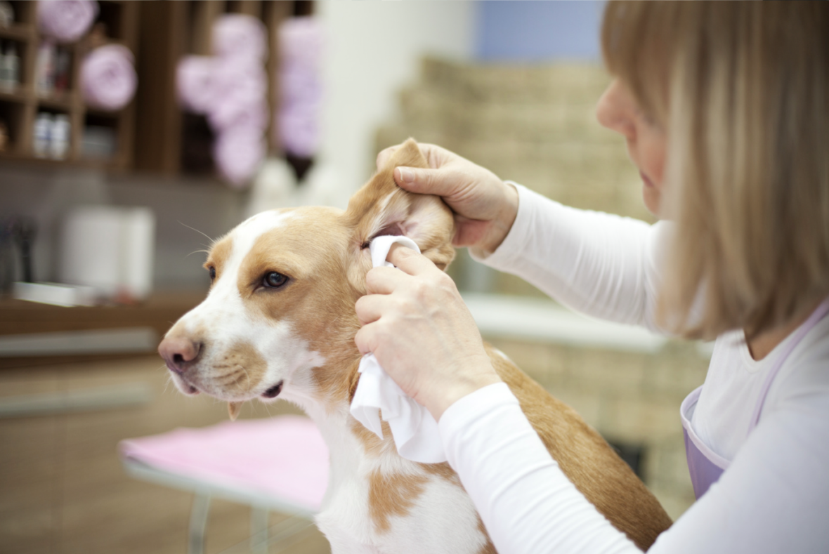 Grooming Your Dog - ear cleaning