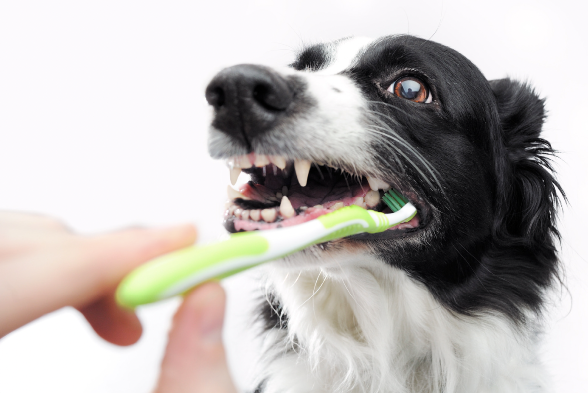 Grooming Your Dog - teeth brushing