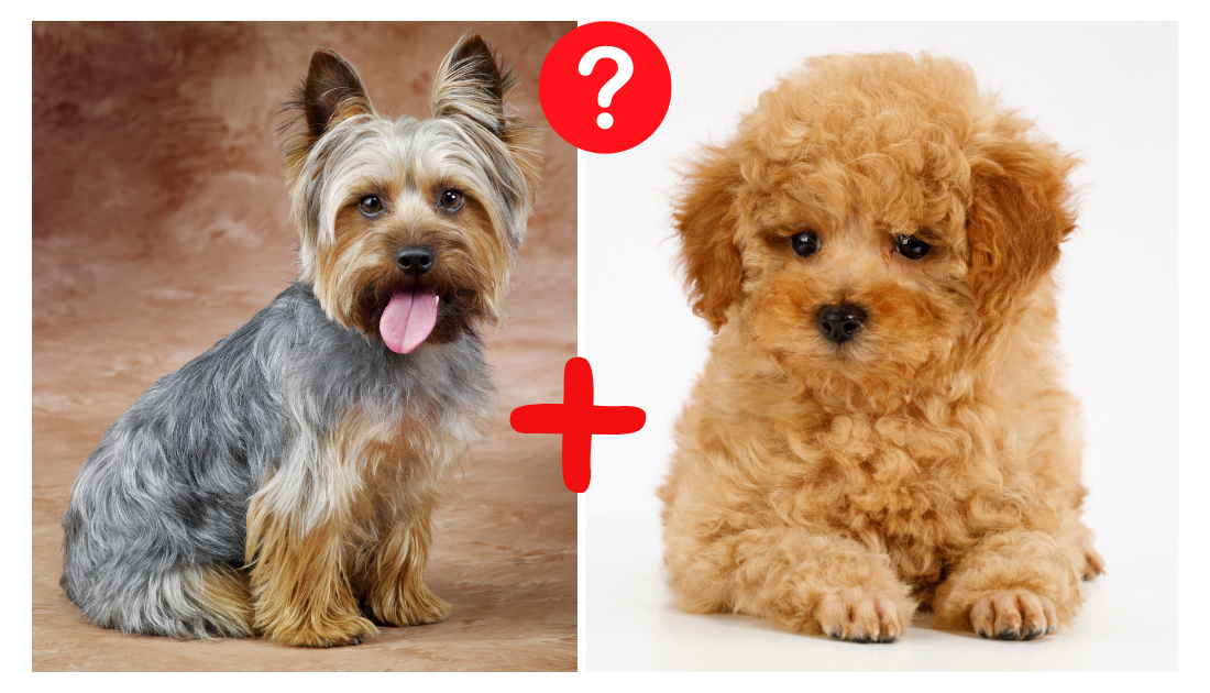 Yorkshire Terrier and a poodle