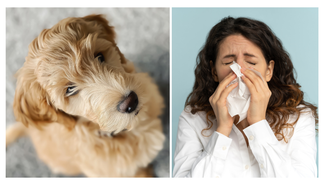 Are Goldendoodles Hypoallergenic? How to Manage Goldendoodle Allergies ...