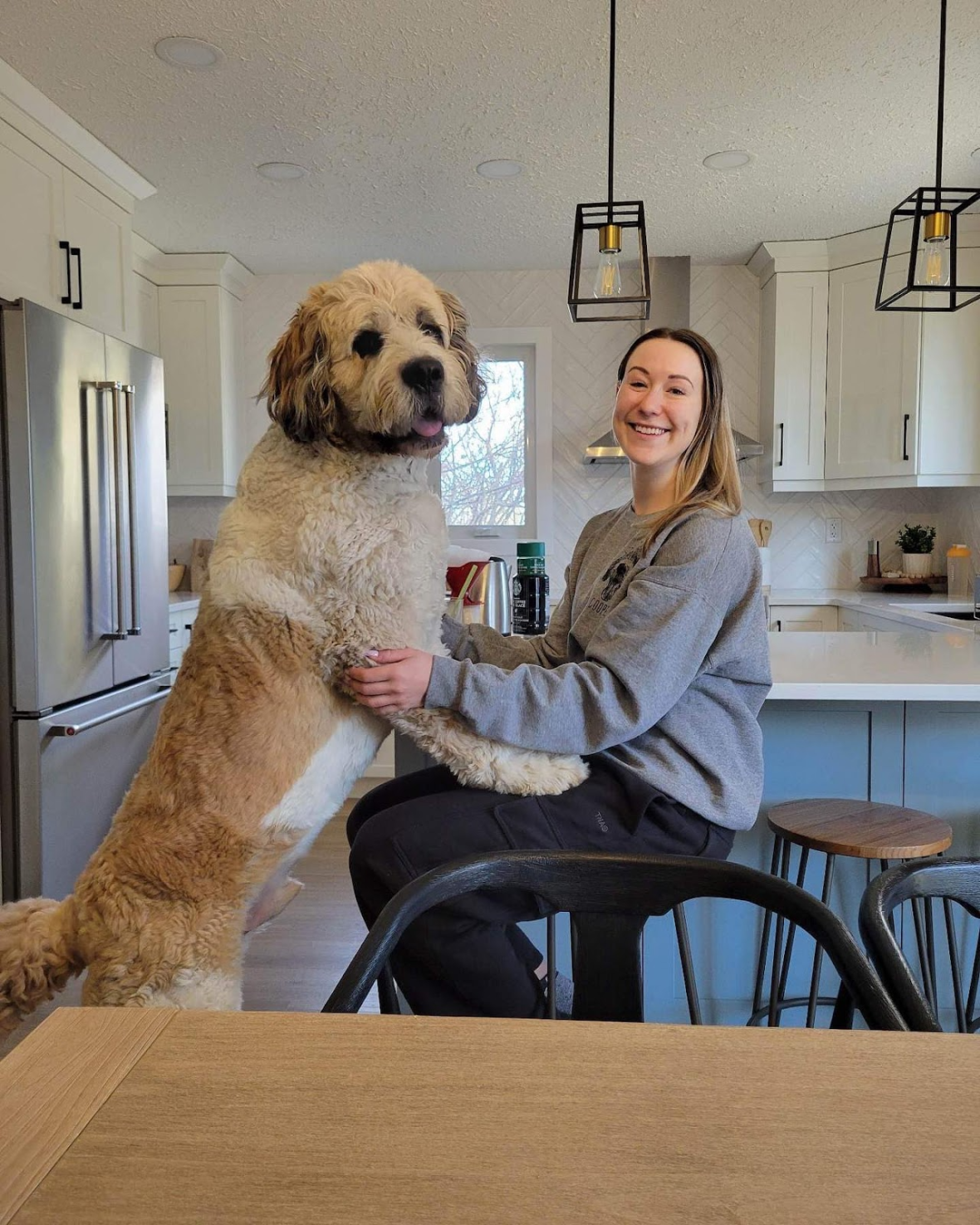 St bernard x store poodle