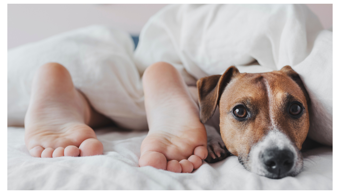 To Sleep or Not to Sleep with Your Dog Experts Weigh In Rocky Kanaka