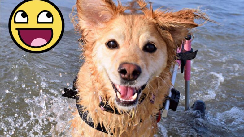 Dog voted happiest dog on earth though she can't use her legs