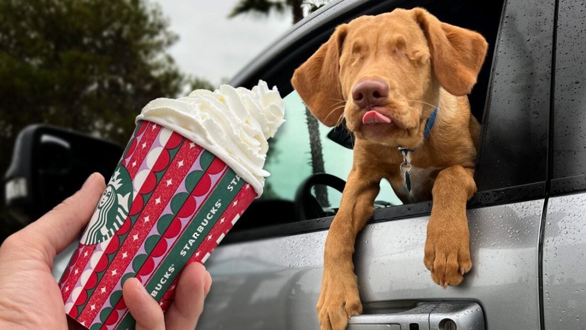 Blind dog Willie Gets His First Puppuccino