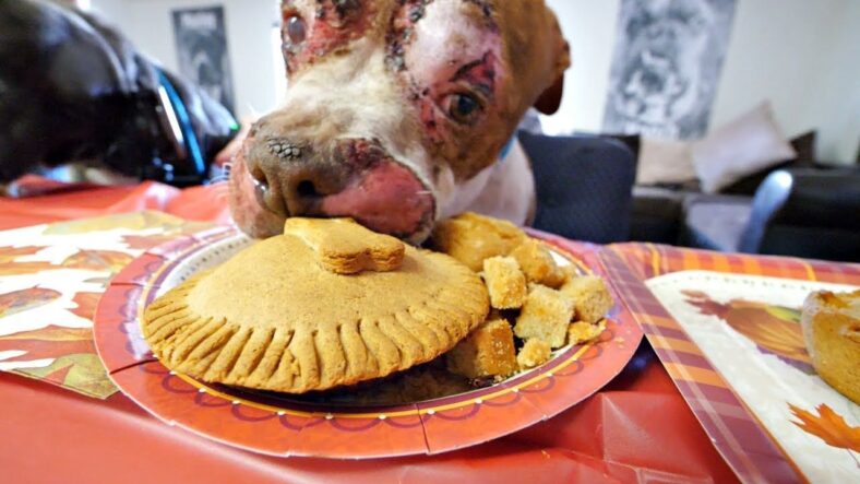 Homeless Dog Has First Thanksgiving and Invites His New Friends  Amazing
