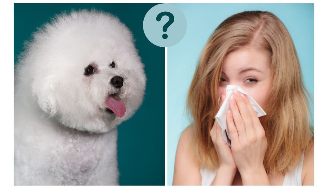 Are Bichon Frises Hypoallergenic? Understanding their Allergy-Friendly Reputation