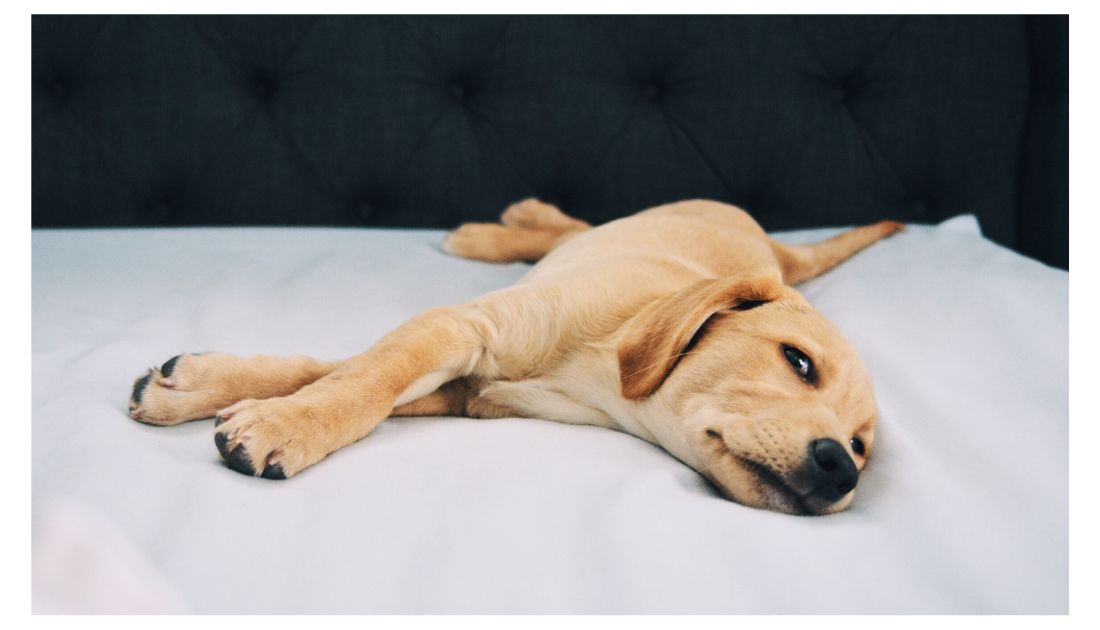 Why Do Dogs Sleep with Their Eyes Open?