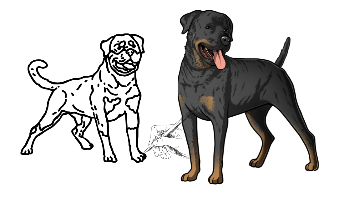Drawing a Rottweiler