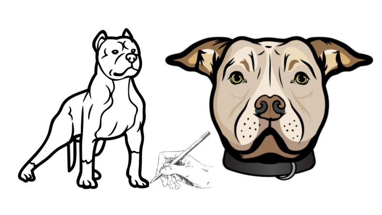 pitbull face drawing