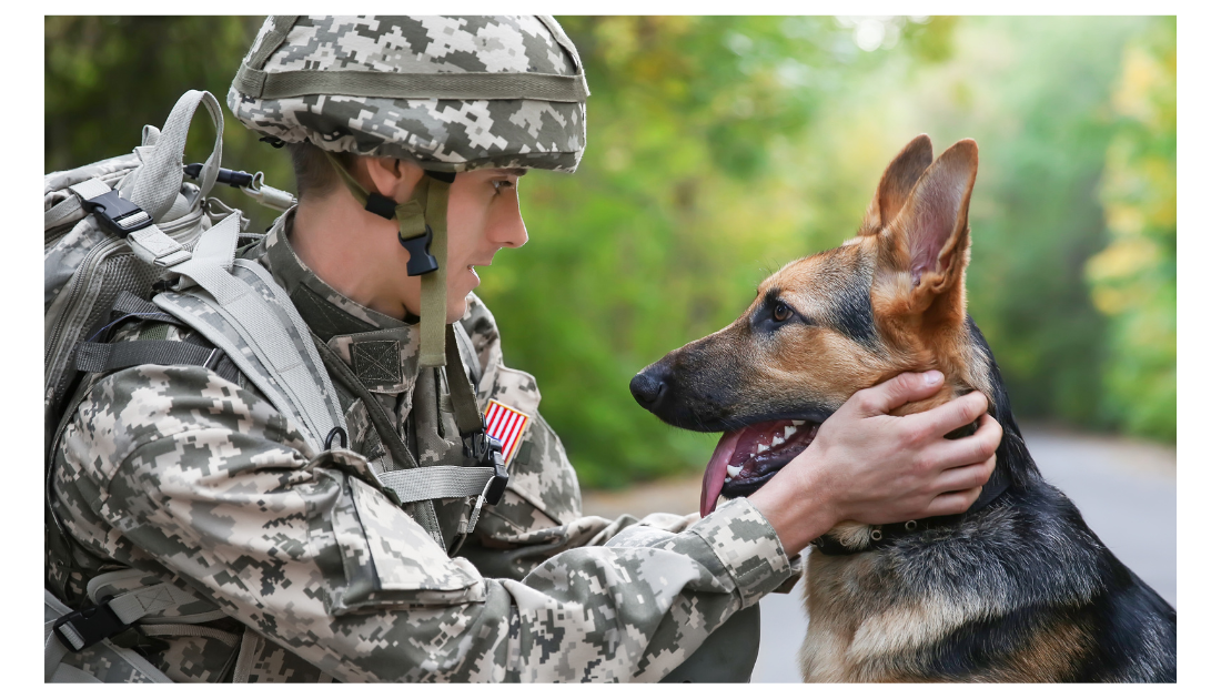 What Military Members Can Do with Their Dogs When They're Deployed