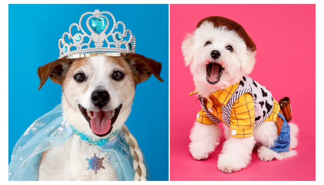 National Dress Up Your Pet Day: A Fun And Festive Way To Celebrate Your ...