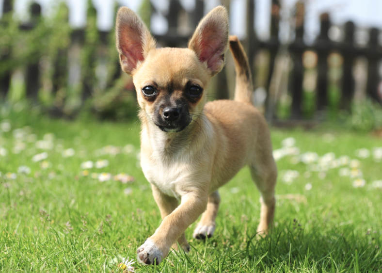 National Chihuahua Day Celebrating the World's Smallest Breed Rocky