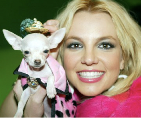 Britney spears and her chihuahua dog - National Chihuahua Day