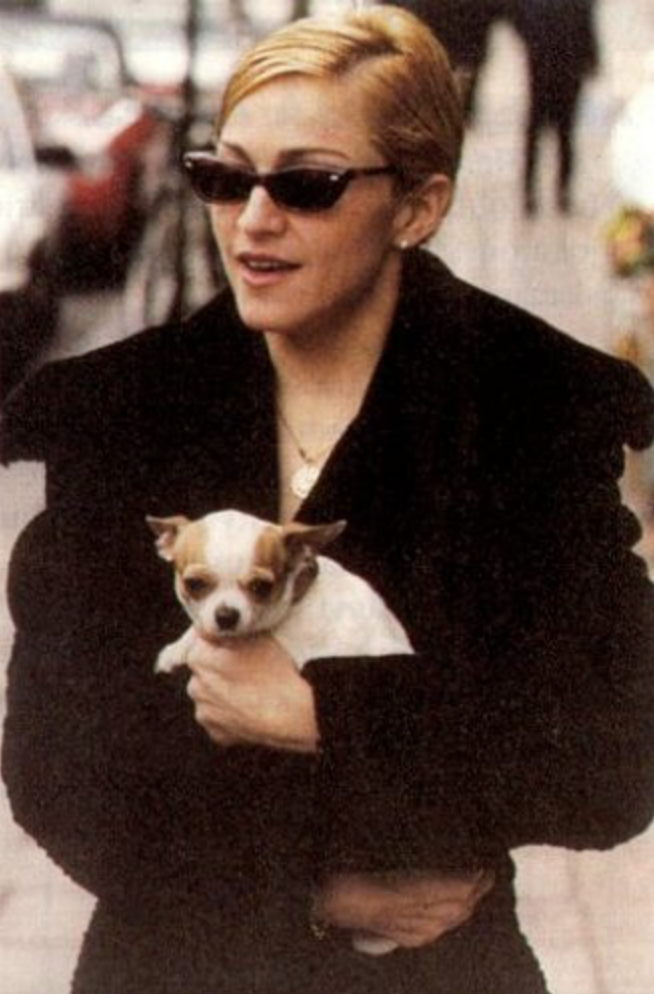 Madonna and her chihuahua dog - National Chihuahua Day