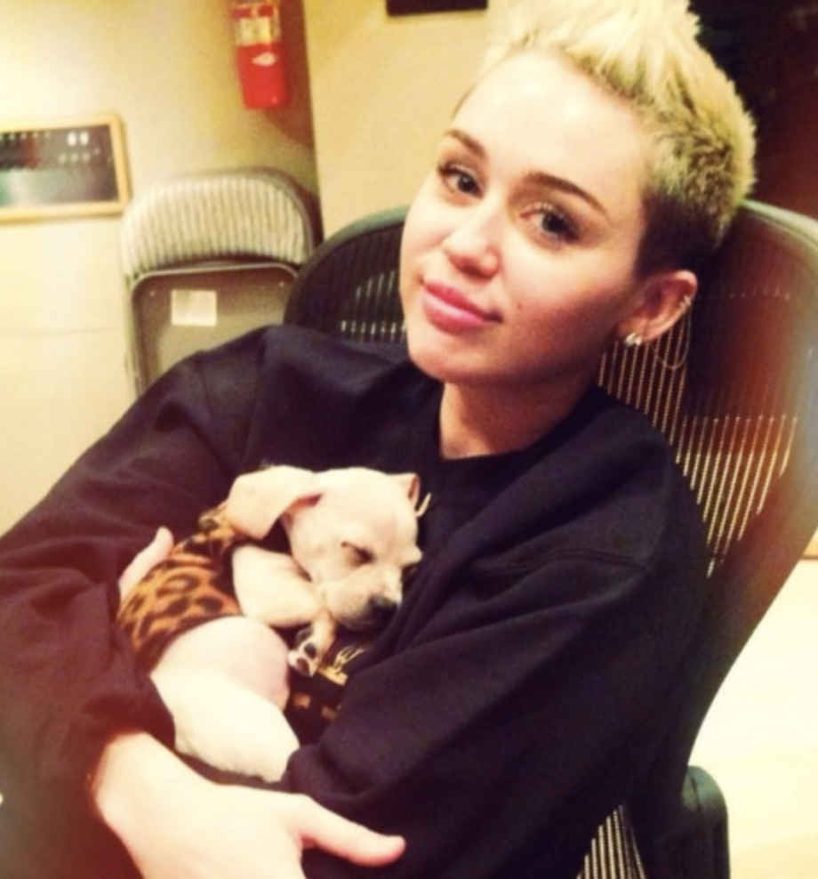 Miley Cyrus and her chihuahua mix - National Chihuahua Day