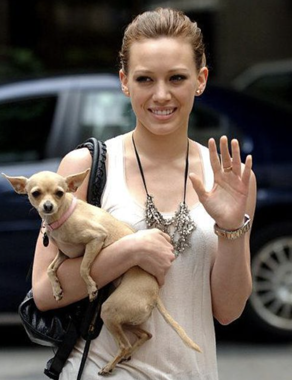 Hilary Duff and her chihuahua - National Chihuahua Day