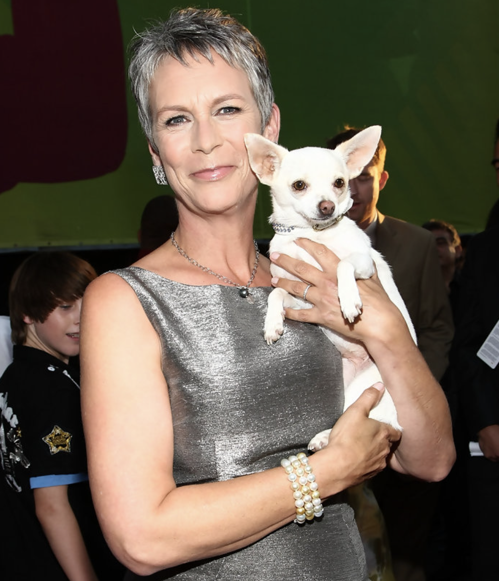 Jamie Lee Curtis and her chi - National Chihuahua Day