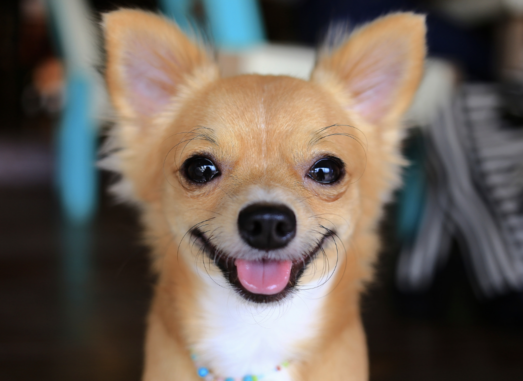 National Chihuahua Day