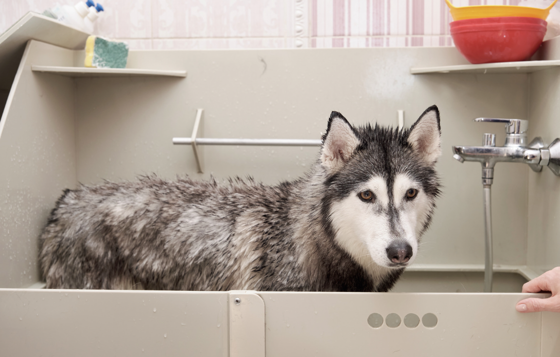 Husky getting a bath - Are Huskies Hypoallergenic?