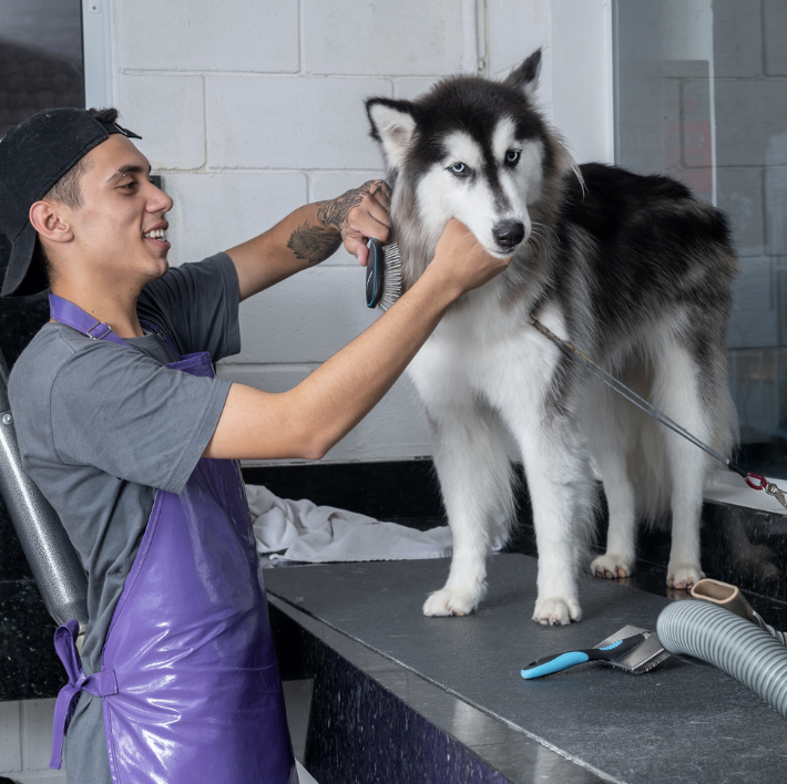 Husky grooming - Are Huskies Hypoallergenic?