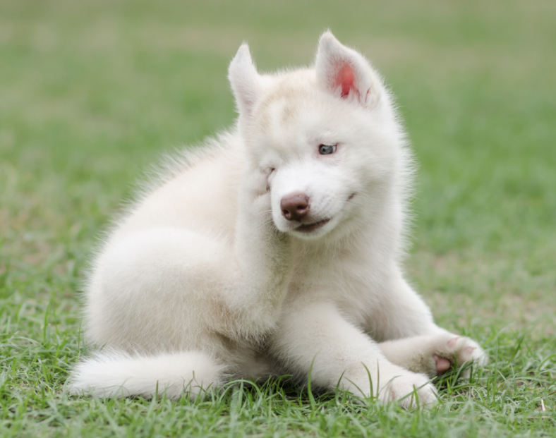 Are Samoyeds Hypoallergenic? Debunking the Myth for Allergy-Prone Dog ...