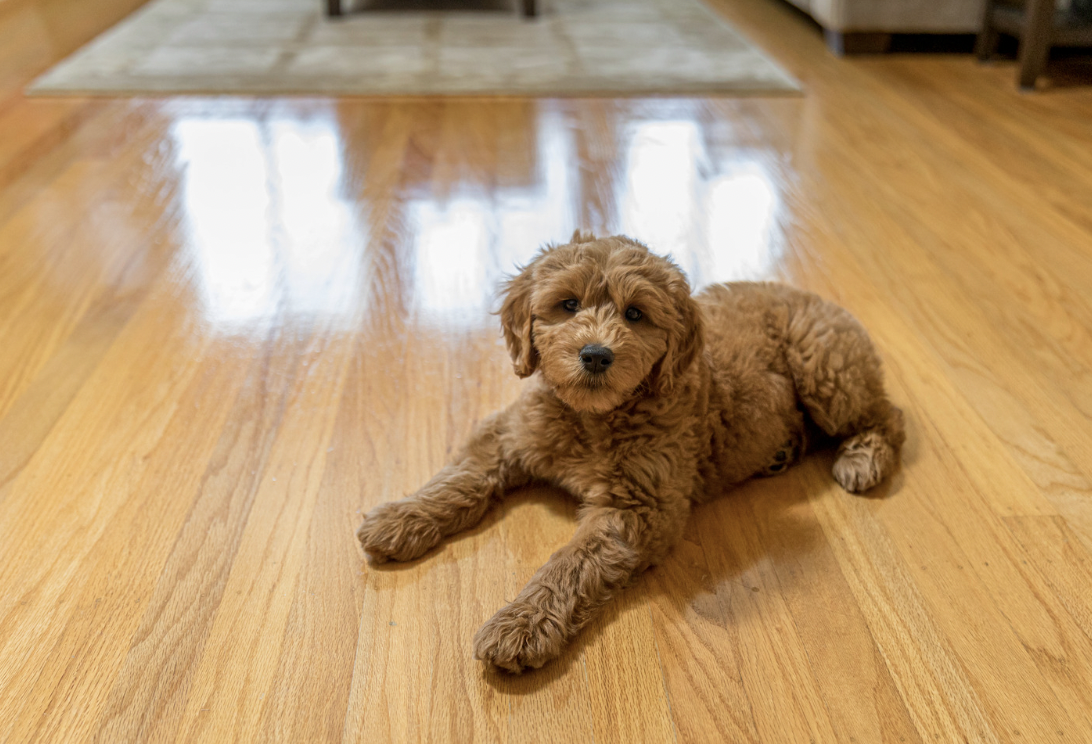 Are Pomeranians Hypoallergenic: hardwood floor can reduce allergens