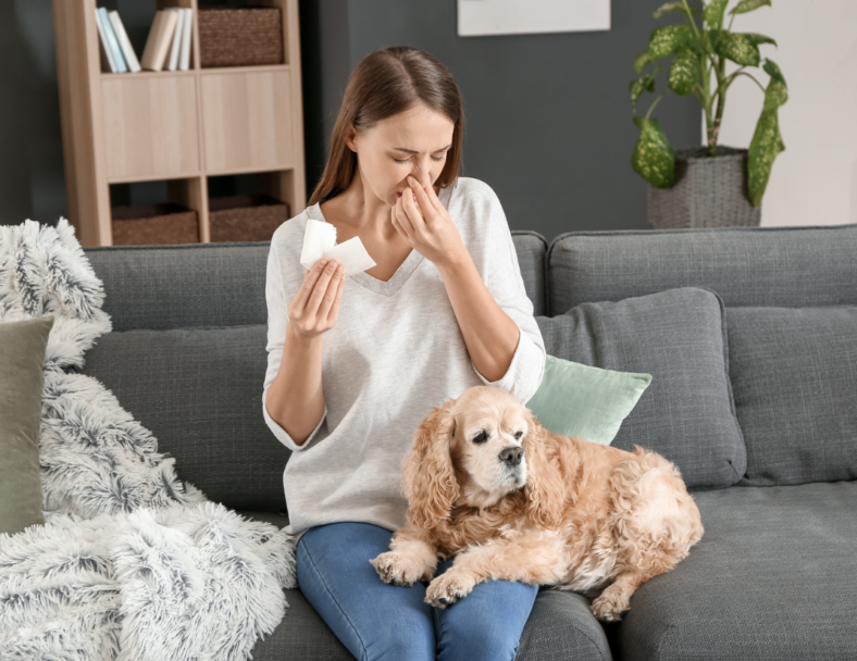 Are Border Collies Hypoallergenic Understanding Shedding, Dander, and