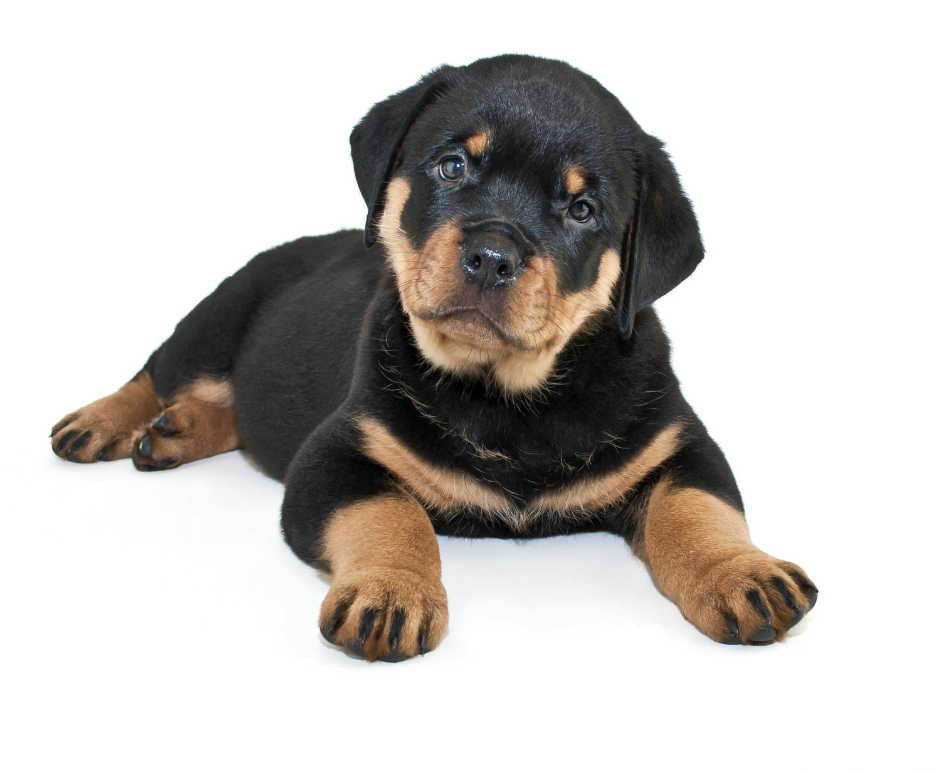 Rottweilers puppy - Best Dog Food For Rottweilers