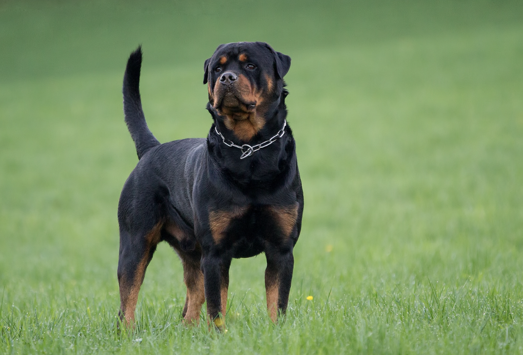 Best Dog Food For Rottweilers