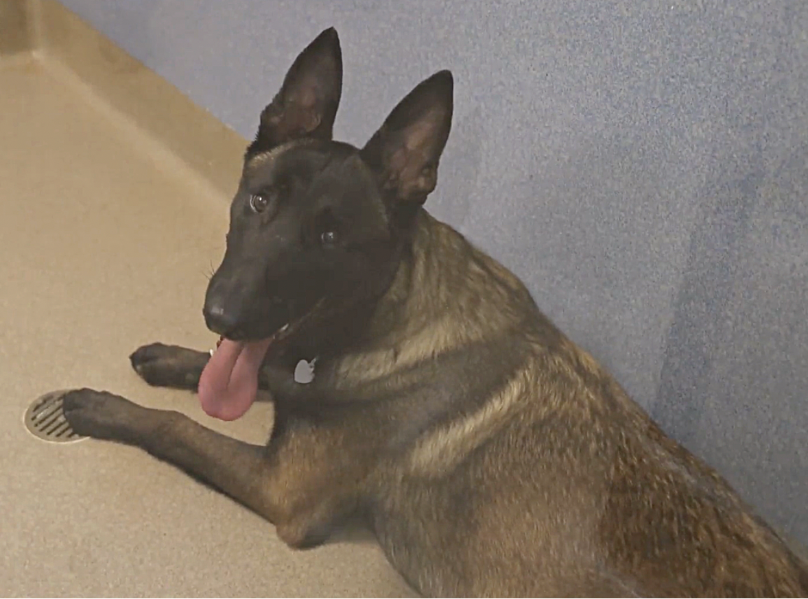 Belgian Malinois Finds His Forever Home