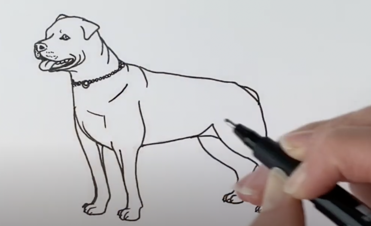 Drawing a Rottweiler
