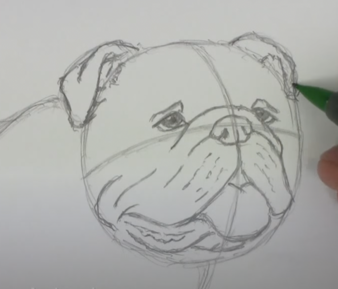 How to Draw an English Bulldog