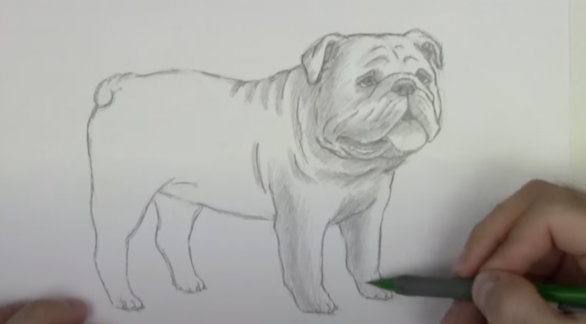 How to Draw an English Bulldog