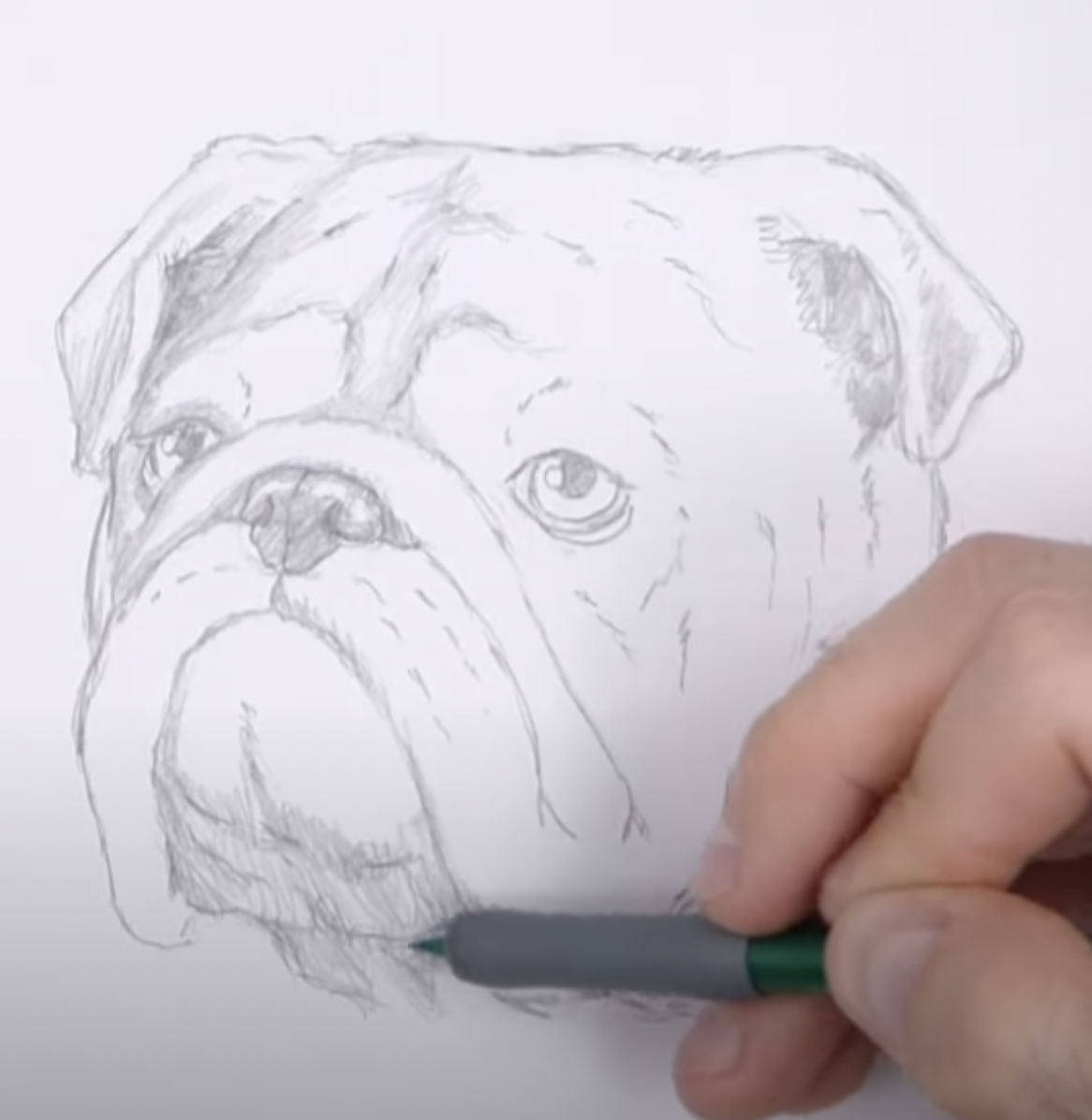 How to Draw a Bulldog Face