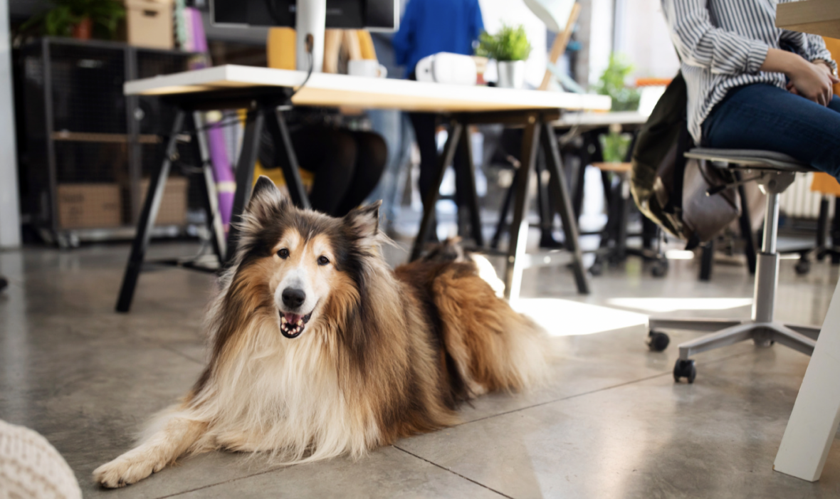 Take Your Dog To Work Day