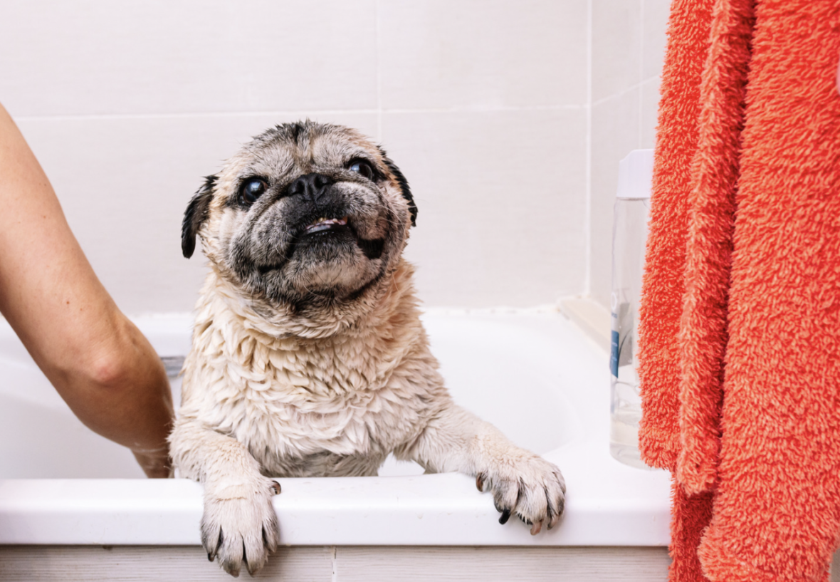 A pug taking a bath