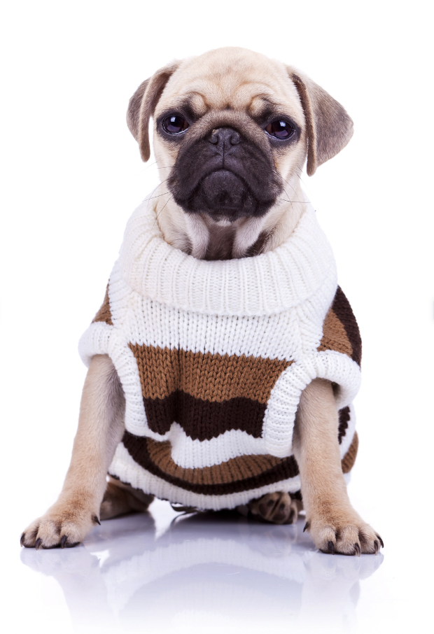 A pug wearing a dog cloth